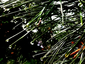 pine_abstraction1