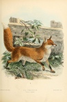 audubon_fox